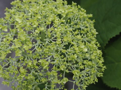 庭の花　アナベル