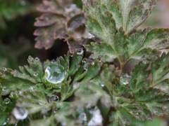 春来たる　芽吹きの水玉