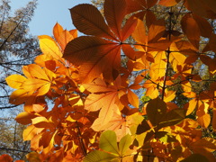 秋の彩り　トチノキ
