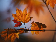 秋の彩り　コウチワカエデ