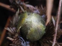 春来たる　フクジュソウの芽吹き