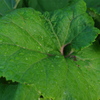 吹