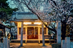 神明社の桜