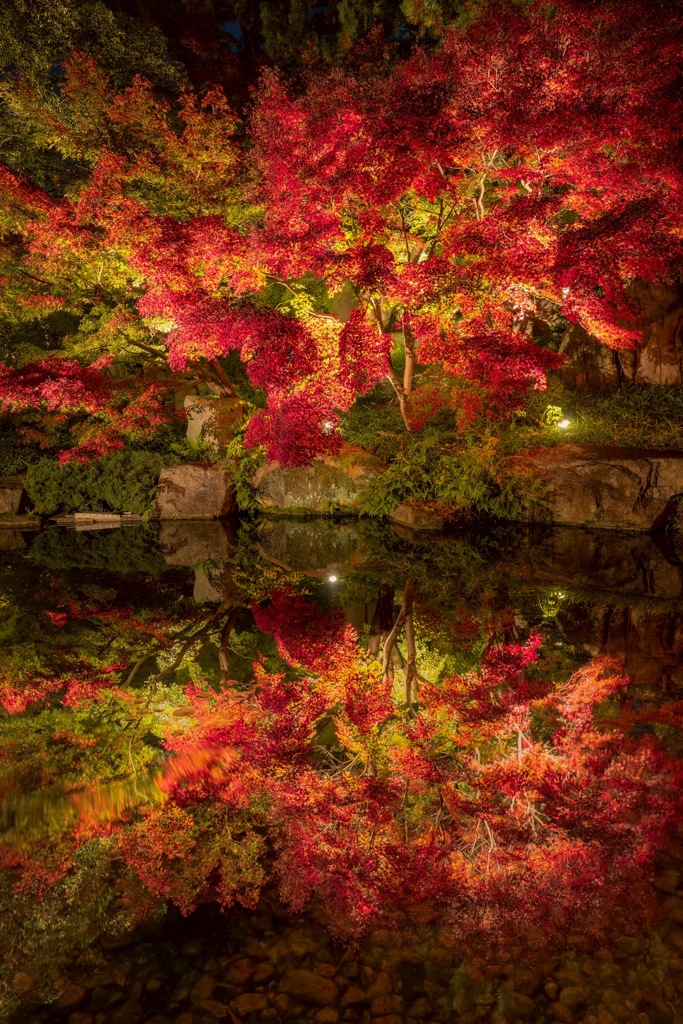 徳川園ライトアップ②