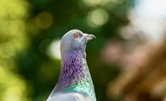 鮮やかな鳩