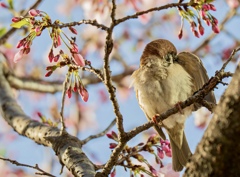 桜とスズメ