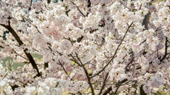 清洲の桜