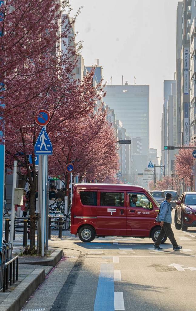 名古屋錦の桜並木