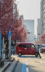 名古屋錦の桜並木