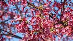 オオカン桜