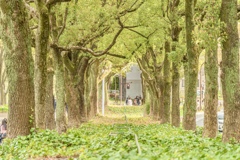 久屋大通公園の並木