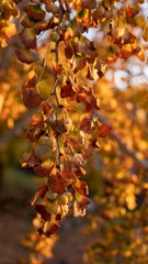 祖父江ギンナン公園の銀杏