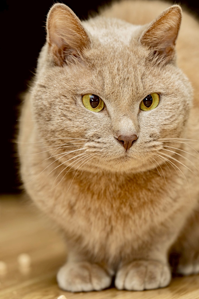 丸い猫