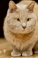 丸い猫