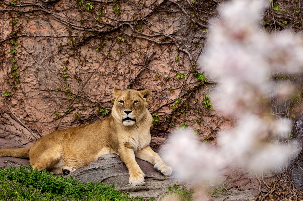 ライオンと桜