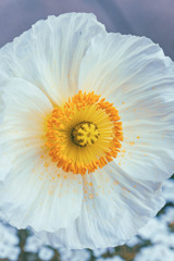 ケシの花