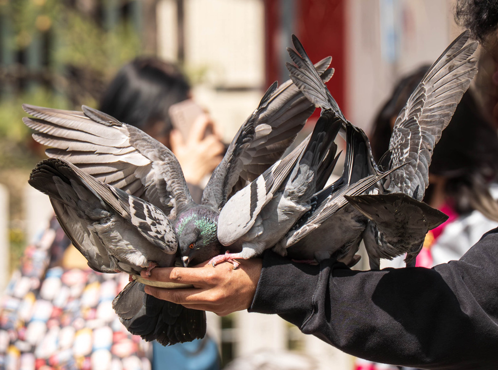 大須観音の鳩