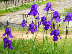 須賀川牡丹園