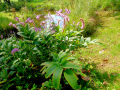六花の森
