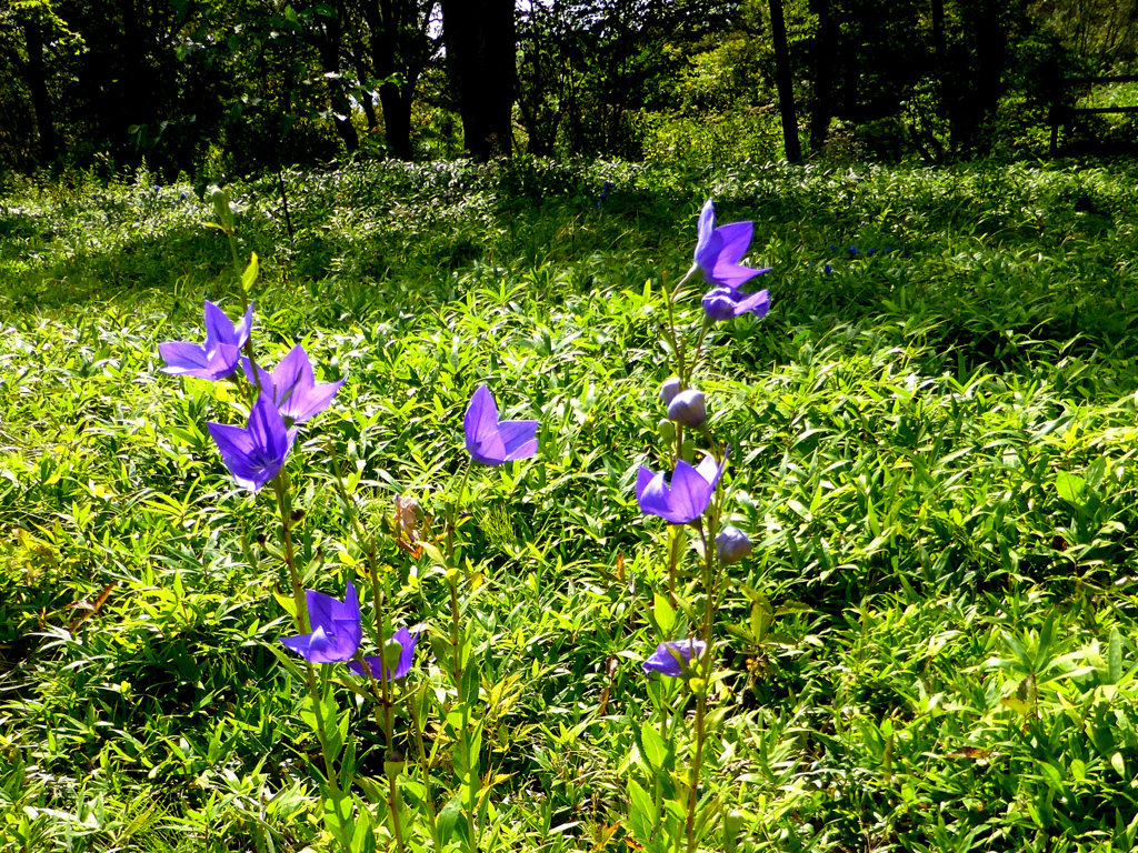 六花の森（北海道）