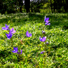 六花の森（北海道）