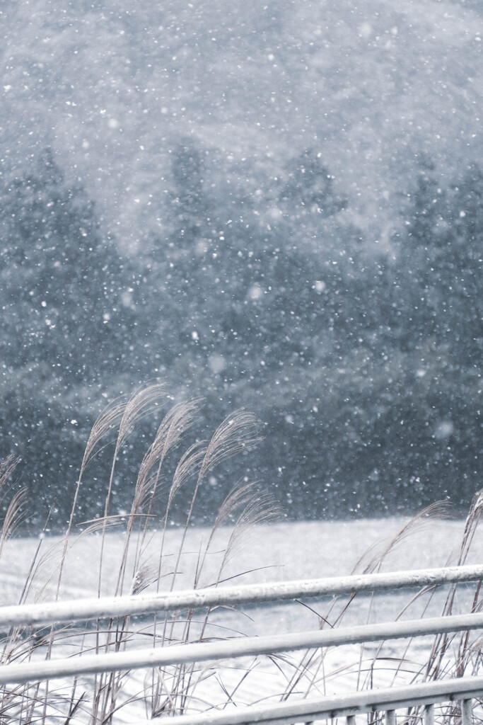 枯れの世界と雪…❄️.*˚