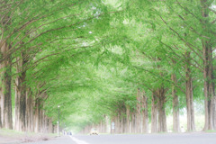 夏のメタセコイア並木…*°