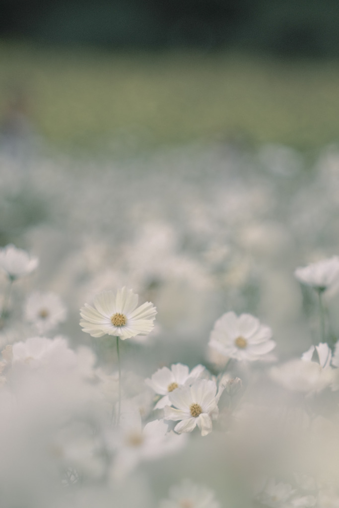 淡くて優しい…❁*。