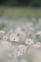 淡くて優しい…❁*。 淡くて優しい…❁*。