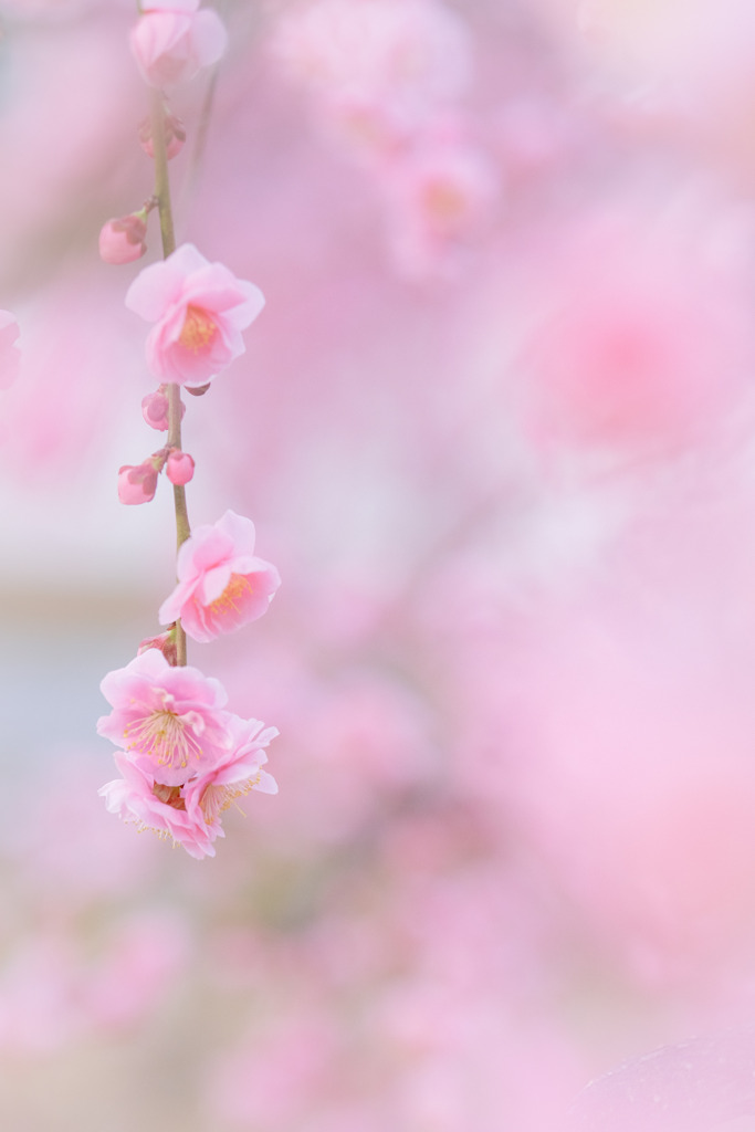 ✿  一枝の春… ✿