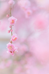 ✿  一枝の春… ✿