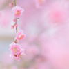 ✿  一枝の春… ✿