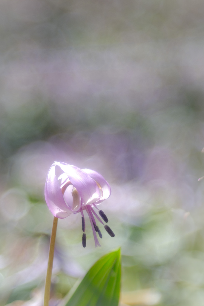 *:.｡..｡.:+・Spring ephemeral ･*:.｡ ｡.:*･ﾟ