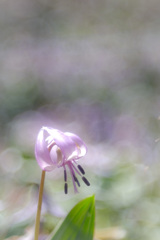 *:.｡..｡.:+・Spring ephemeral ･*:.｡ ｡.:*･ﾟ