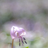 *:.｡..｡.:+・Spring ephemeral ･*:.｡ ｡.:*･ﾟ