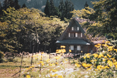 仲秋の五箇山合掌の里*°