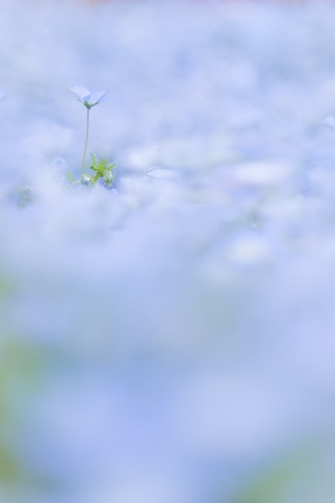 瑠璃唐草…ꕤ୭*