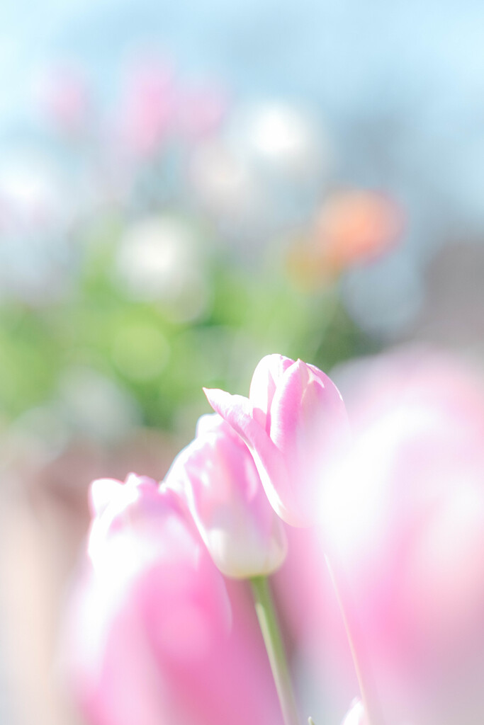 ✿  冬の鬱金香  ‪✿