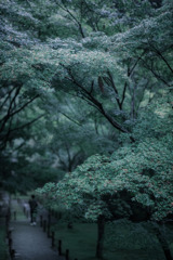 青時雨…⋰⋰ ☂