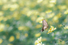 ✿  cosmos & butterfly…ꔛεïз♡  ‪✿