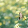 ✿  cosmos & butterfly…ꔛεïз♡  ‪✿