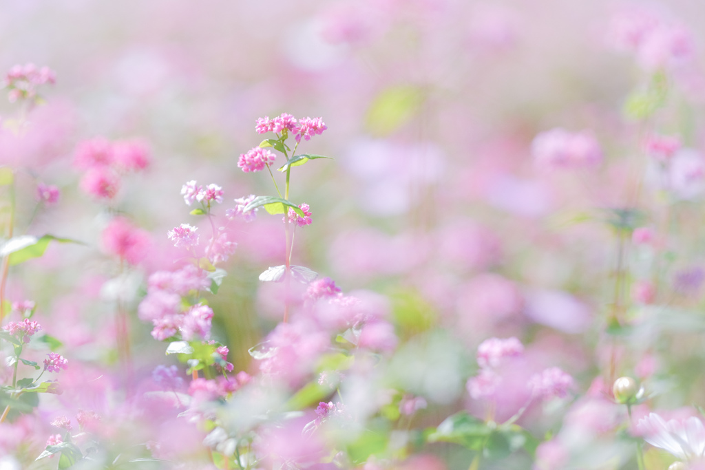 ✿  red buckwheat flowers ‪✿