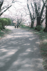 sakura emotion…✿.*・