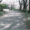 sakura emotion…✿.*・