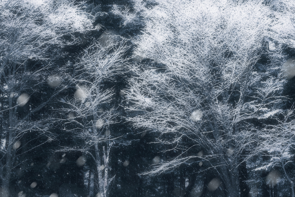 ❄︎.*  蒼雪の世界 Ⅱ  ❄︎.*