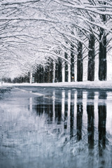 ❅.*  メタセコイア並木…雪景色  ❅ *