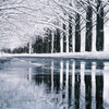 ❅.*  メタセコイア並木…雪景色  ❅ *