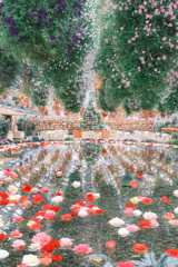 ✿︎   begonia garden*°  ✿︎