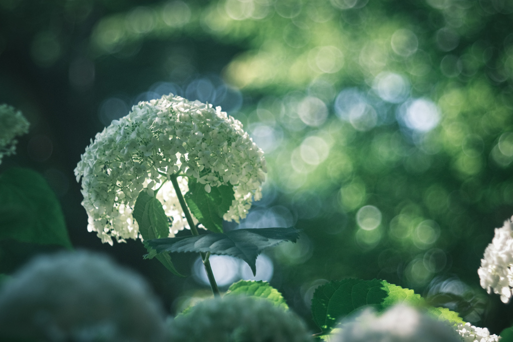 ⋆*‪ஐ‬… lime green hydrangea …*‪‪⋆ஐ