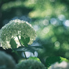 ⋆*‪ஐ‬… lime green hydrangea …*‪‪⋆ஐ